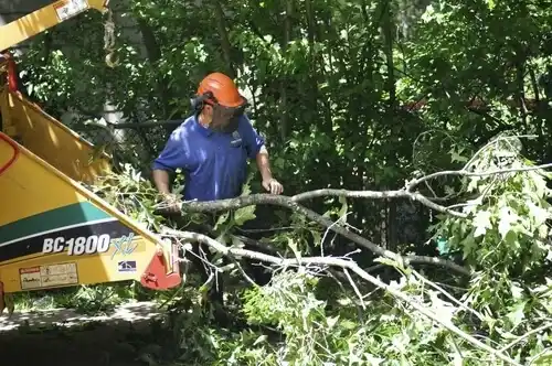 tree services Swepsonville